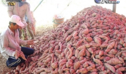 Đổ xô trồng khoai, nông dân lại.. “mất trắng”